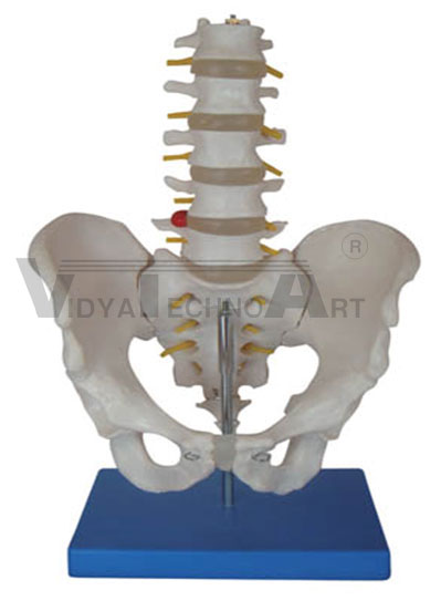 Life-size pelvis with 5pcs lumbar vertebrae